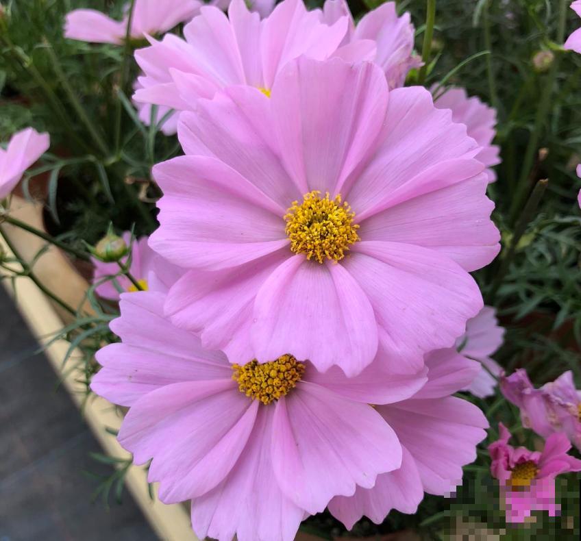 波斯菊很讲究，水肥不到位，光长个子不开花！