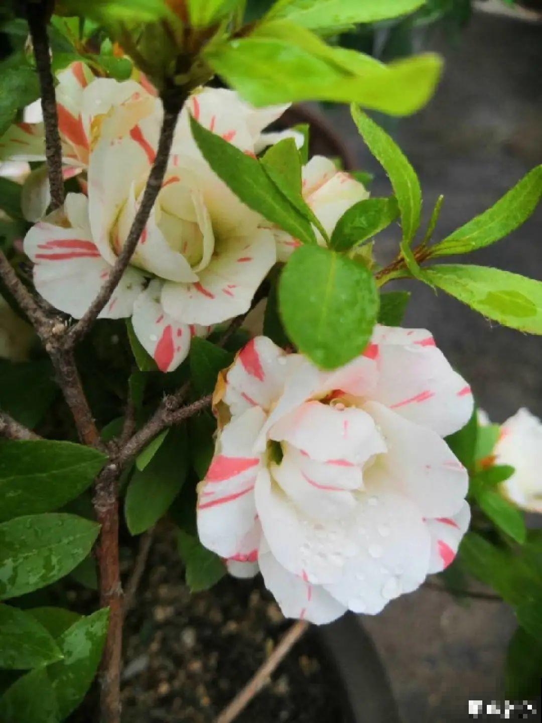 十一赏花图谱，看了啥花都认识，不用问别人！