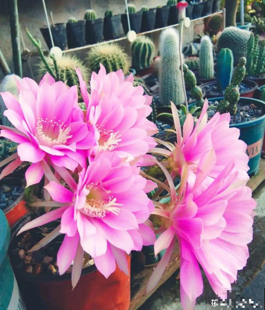 这种花特抗冻,不怕严寒,养死算我输! 这种花特抗冻,不怕严寒,养死算我输!