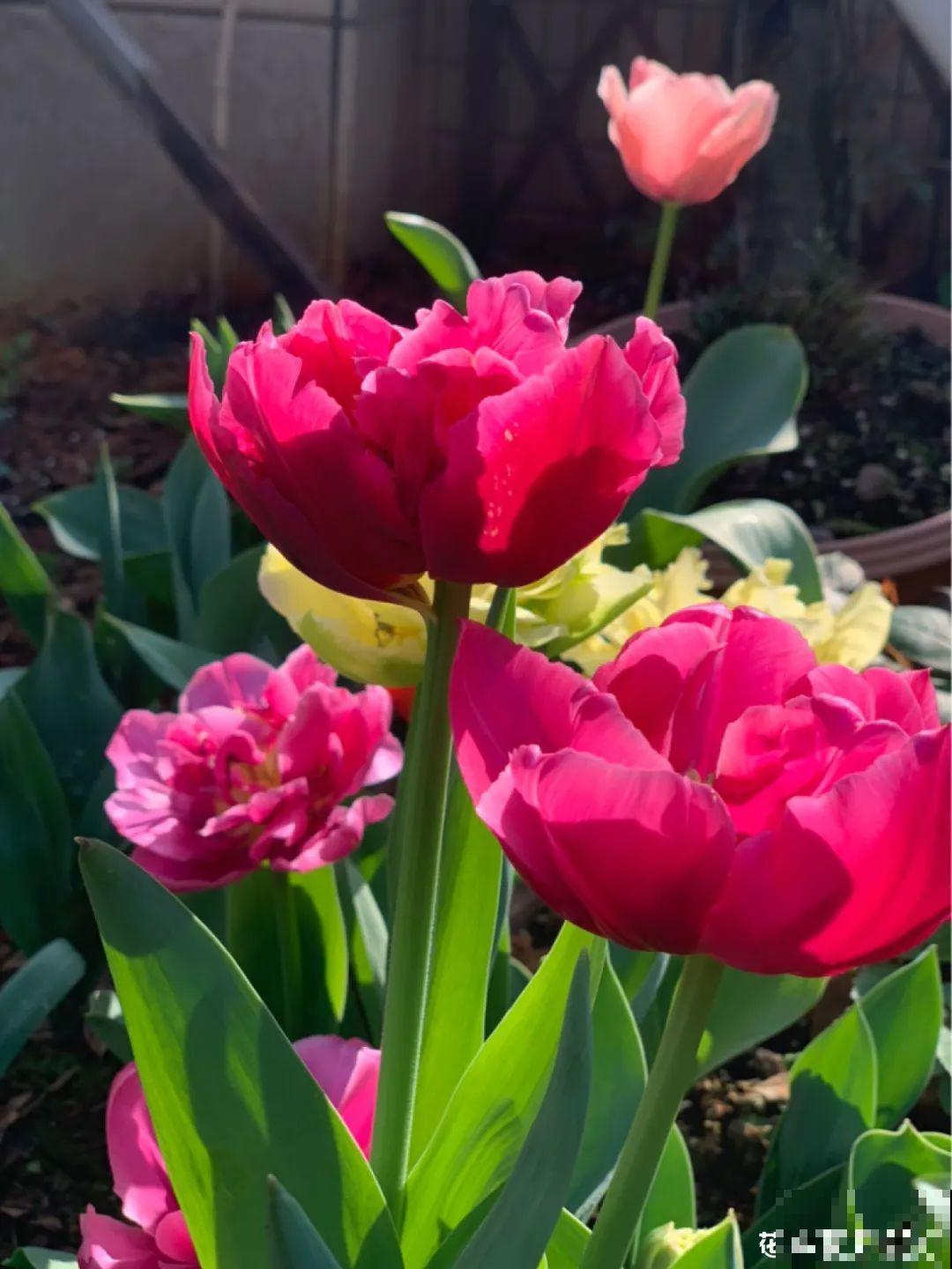 南方花友请注意，这几种花先别买，买回家就挂！