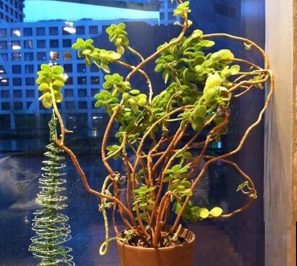 最大的长寿老桩,7年时间,养成盆景! 最大的长寿老桩,7年时间,养成盆景!