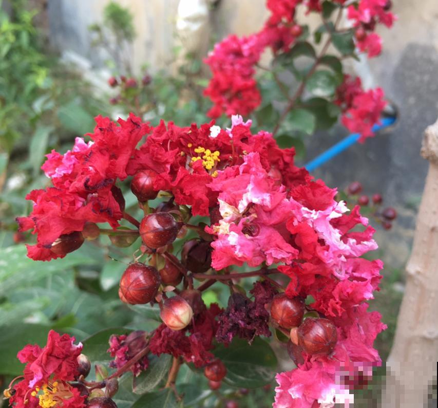 紫薇花开得小,别急,原因很多,进来查一查! 紫薇花开得小,别急,原因很多,进来查一查!