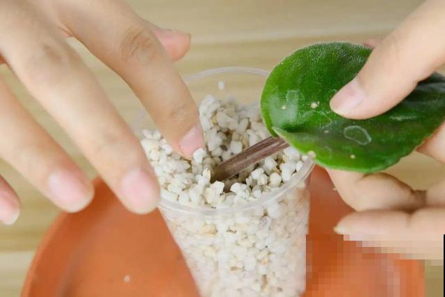 这花最娇气，叶子一喷水，立马就烂了！