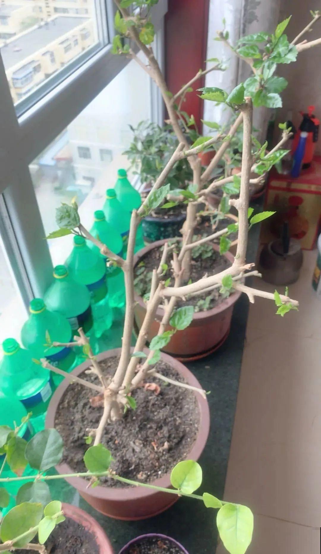 绣球生病，直接撸光叶、剪光头，反而长得旺！