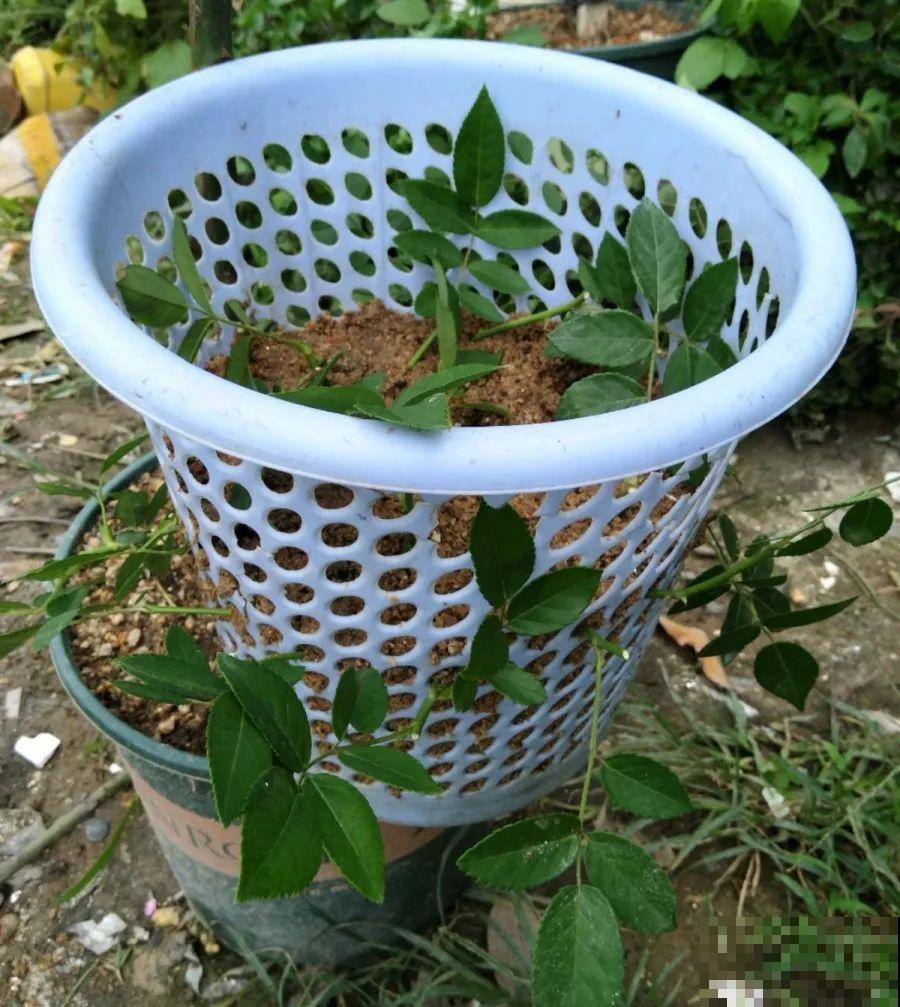 垃圾桶也能养花，扦插种菜样样行，省了不少买盆钱