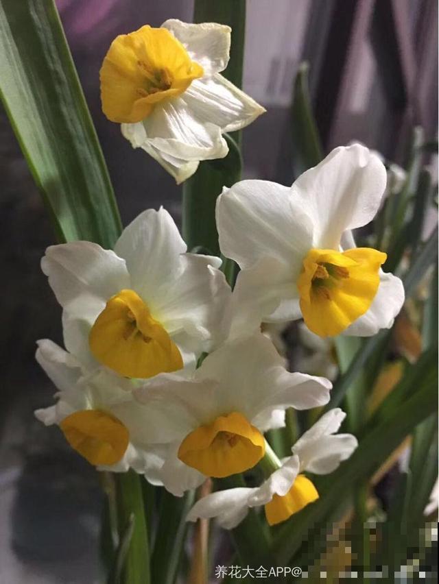 家里养了猫咪，这6种花不能在家养，不然惹来大麻烦！