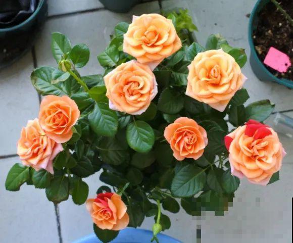 养花不能随意，一不小心就死翘翘，心太累！