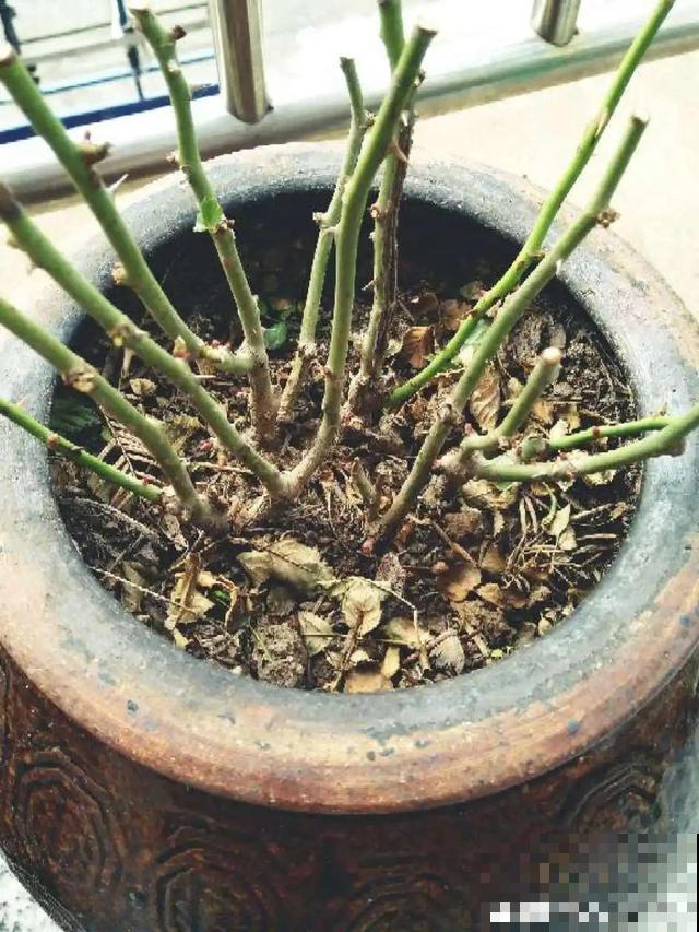 月季别剪了，剪完一杆全黑，今年都白养！