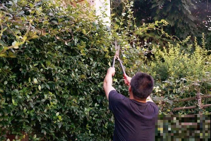 特欠剪的花,越剪越好看,花开不断! 特欠剪的花,越剪越好看,花开不断!