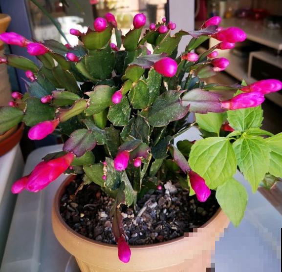 3种植物即将开花，花量大还特美丽，不入手很可惜！