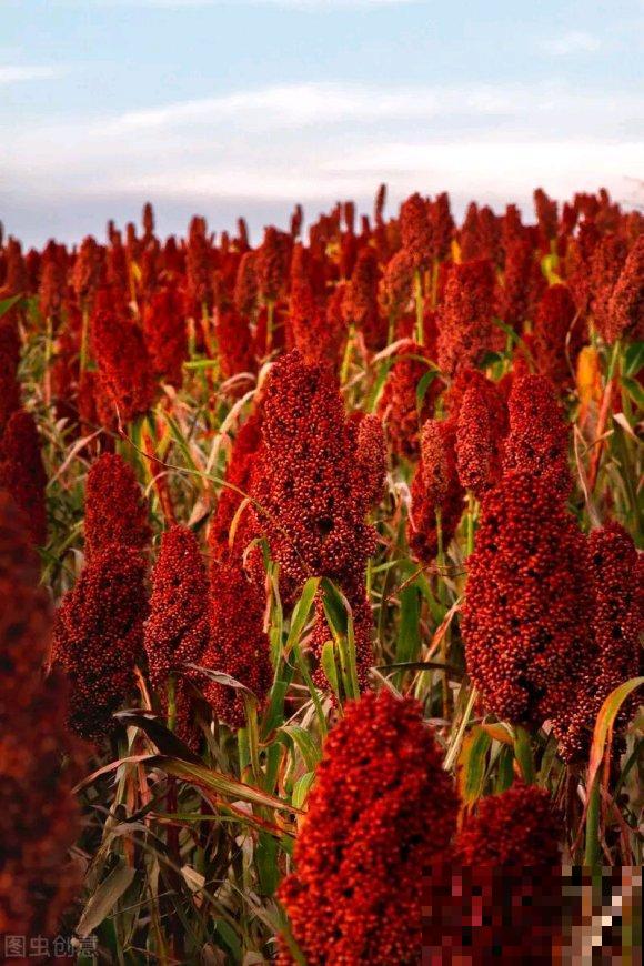 秋日开花多，美景拍下来，留住最美一刻