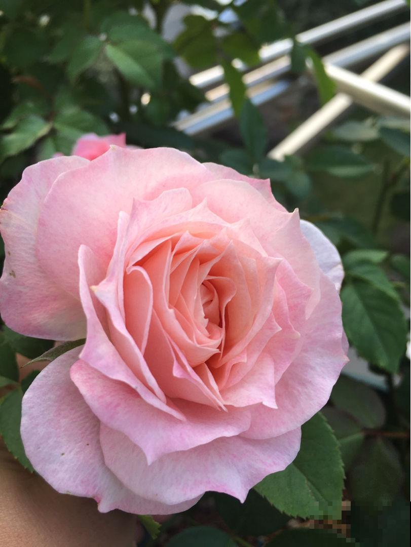 养花之后，多了一些“小癖好”，花友们中了哪几个？