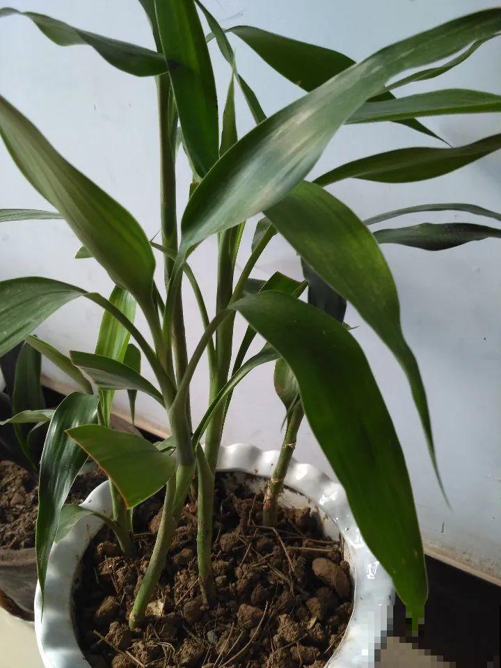 这花10块钱买一大把，丢水里冒出萝卜根，太好养！