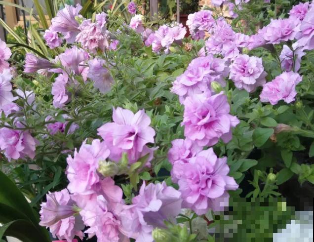 家里养盆矮牵牛，狠心掐一掐，开花更易爆盆