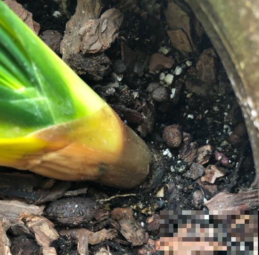 叶子发黄不用愁，这么做就能改善，越长越漂亮！