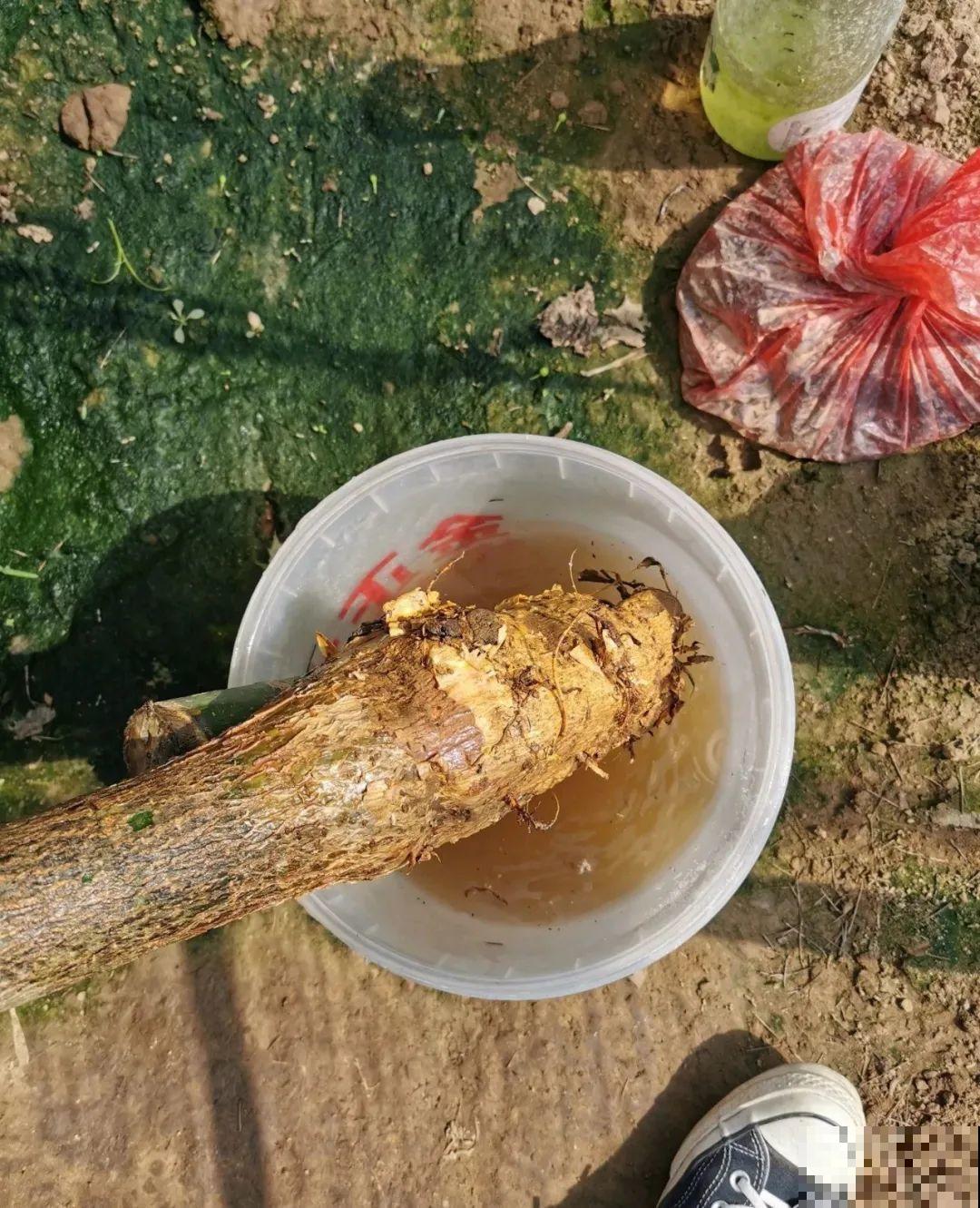 绣球生病，直接撸光叶、剪光头，反而长得旺！