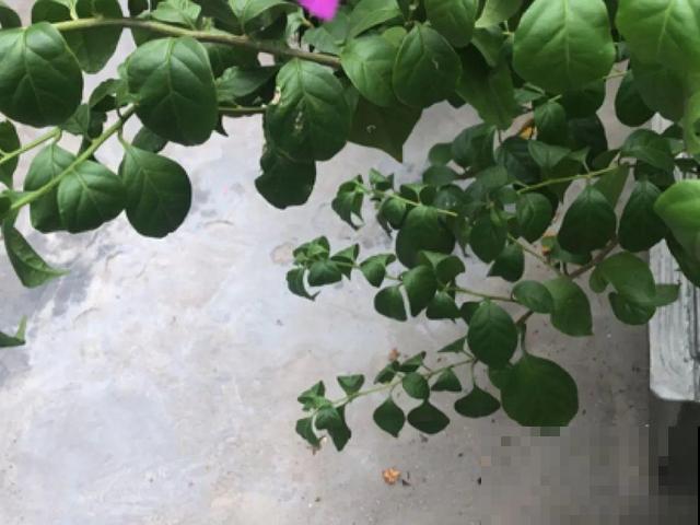 十月养这花,撸叶子、少浇水,10天冒出大花苞! 十月养这花,撸叶子、少浇水,10天冒出大花苞!