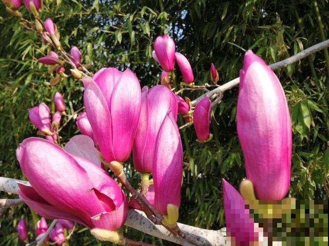 4种花有神秘特性，花和叶子不相见，原来关键在于温度