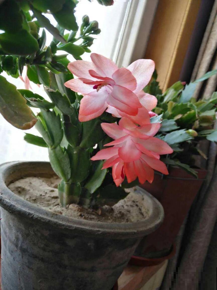 10月养花掐一掐,掐完就来花,盆都塞不下! 10月养花掐一掐,掐完就来花,盆都塞不下!