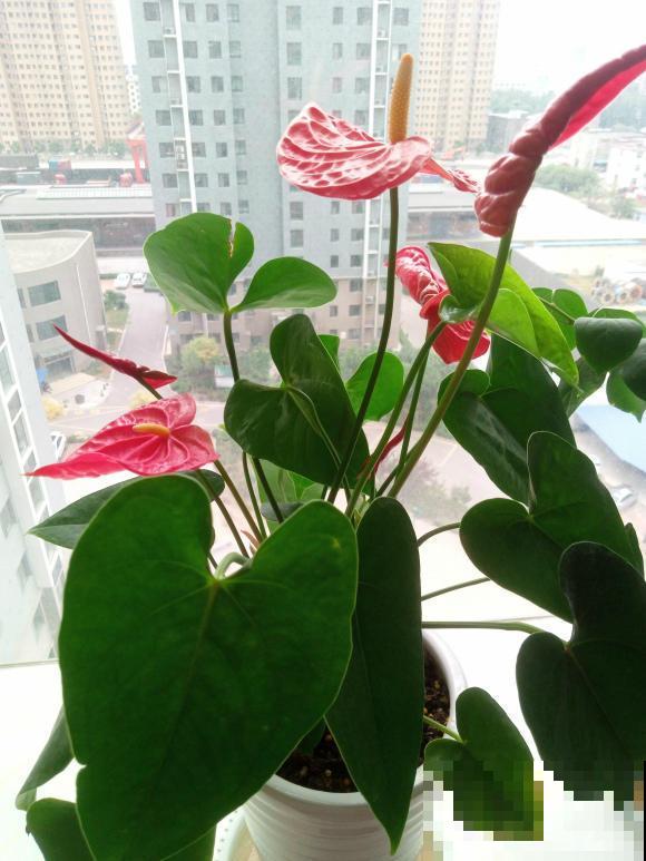 红掌长黄斑，千万别喷水，不然烂的更厉害