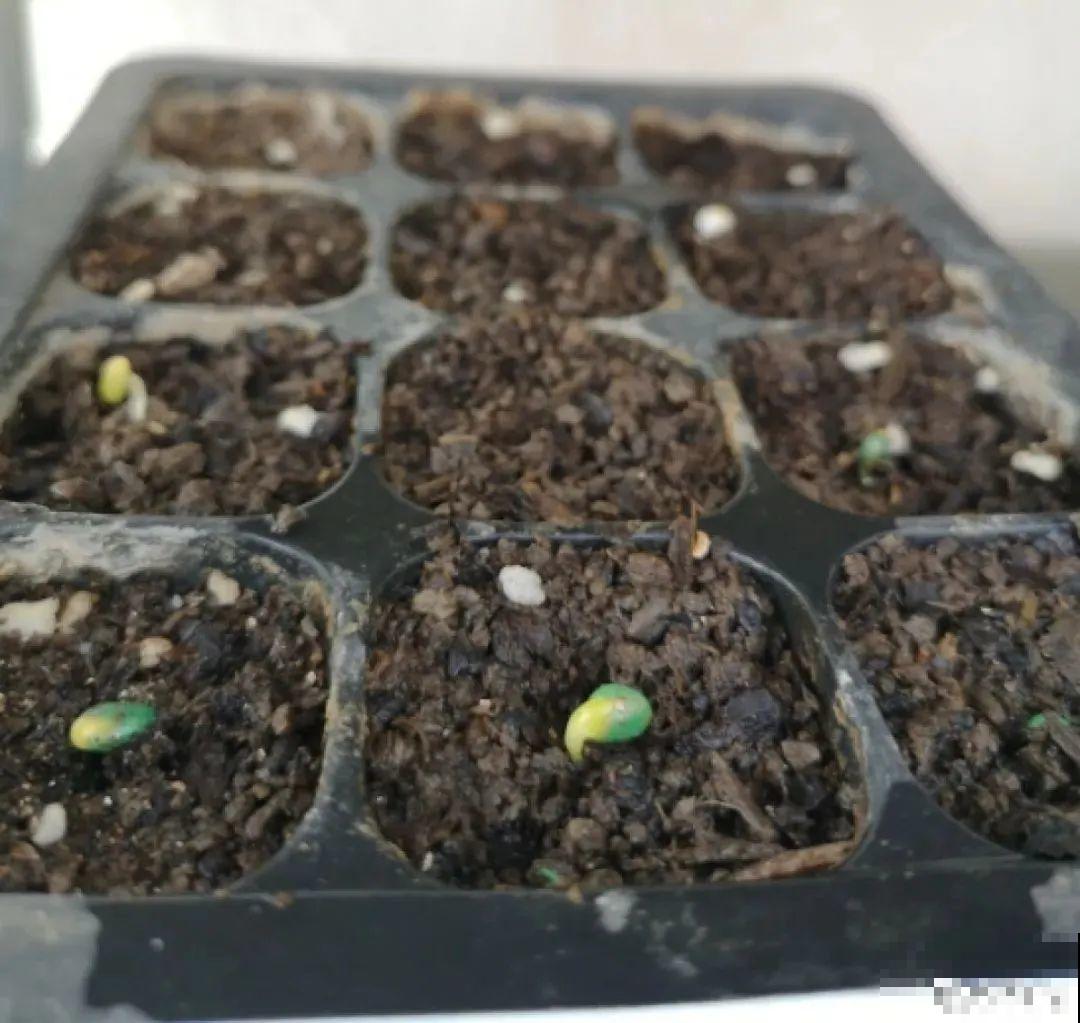 20种花特耐寒，放外面冻一冻，开花更多