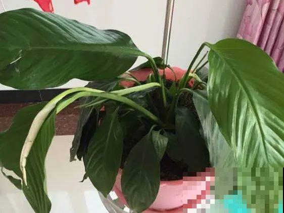 11月,千万别买这种花,养不活惹一肚子气! 11月,千万别买这种花,养不活惹一肚子气!