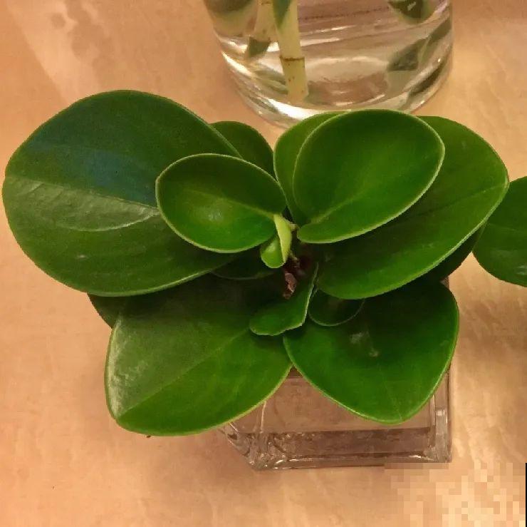 6种花水培更好,方便还干净,开花一串串 6种花水培更好,方便还干净,开花一串串