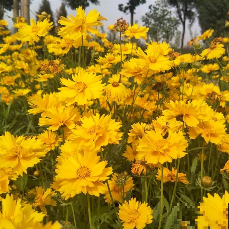 金鸡菊花期长,扔几粒种子,能开小半年! 金鸡菊花期长,扔几粒种子,能开小半年!