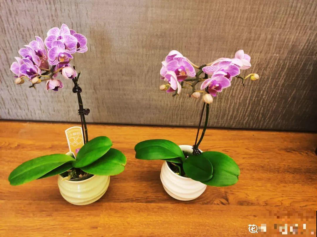 300块钱的花，一个没注意，一周掉成光杆司令