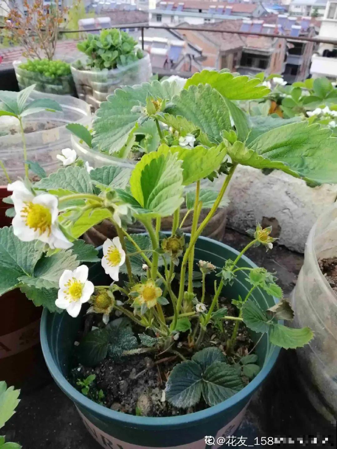 冬天养盆草莓，一盆能结不少果子，全家都够吃