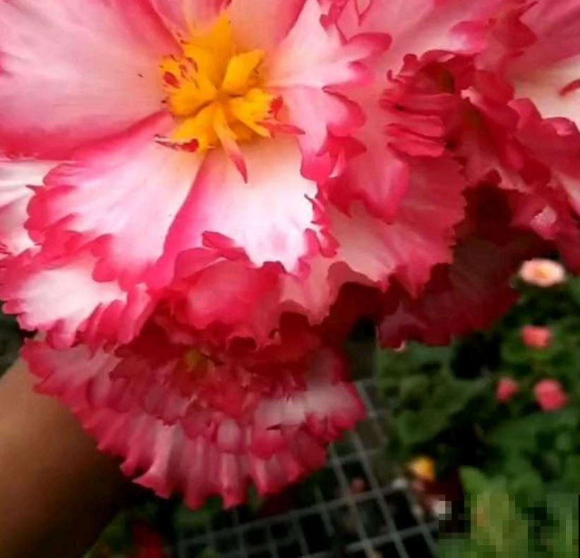 喜欢大花朵,就养球根海棠,海棠里面称“霸王”! 喜欢大花朵,就养球根海棠,海棠里面称“霸王”!