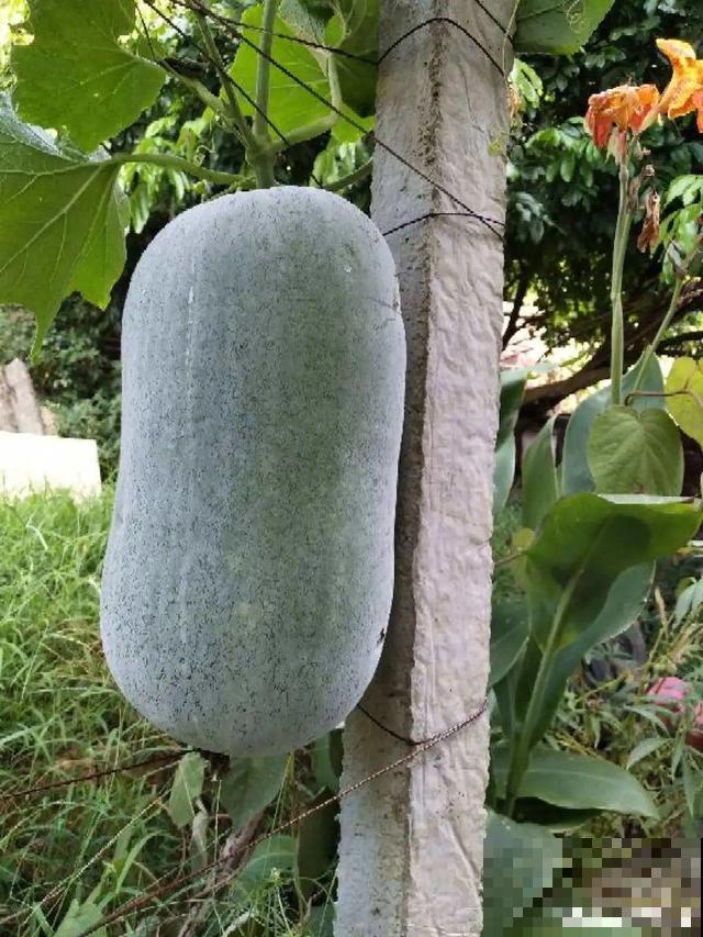 我想有个菜园子,秋天结满新鲜蔬菜,现在正收获! 我想有个菜园子,秋天结满新鲜蔬菜,现在正收获!