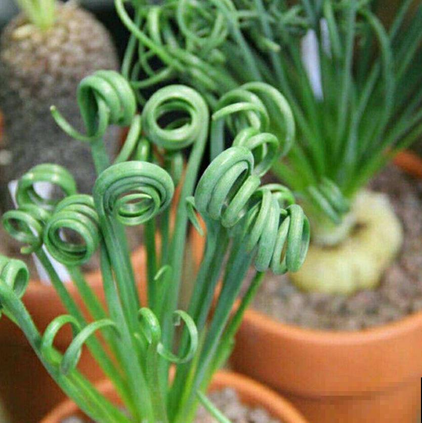 秋冬种盆弹簧草,不走寻常路,一头“卷发”特迷人! 秋冬种盆弹簧草,不走寻常路,一头“卷发”特迷人!