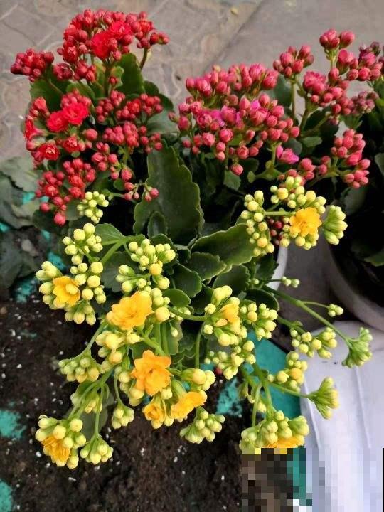 3种花特能开，一盆能开上千朵，开花超漂亮