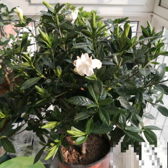 叶子发黄不用愁，这么做就能改善，越长越漂亮！