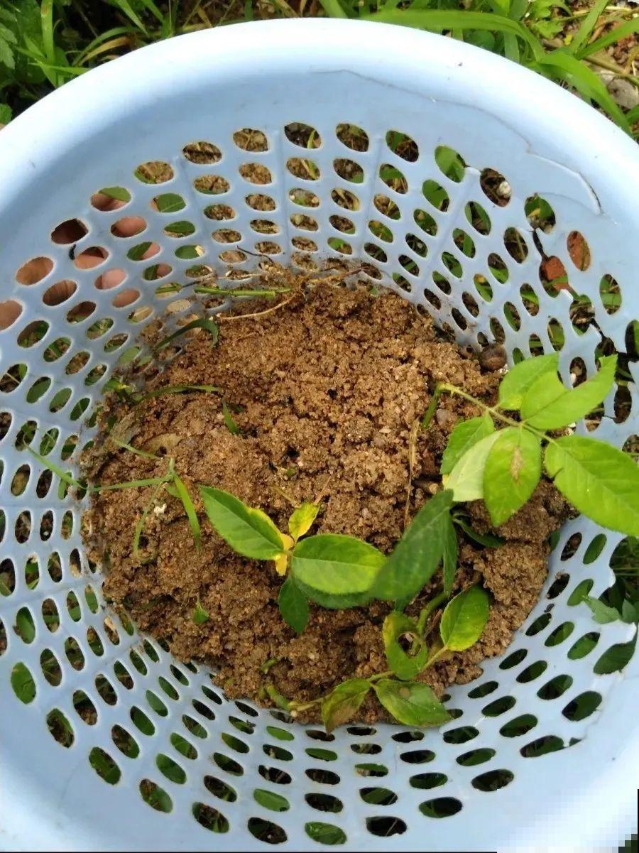 垃圾桶也能养花，扦插种菜样样行，省了不少买盆钱