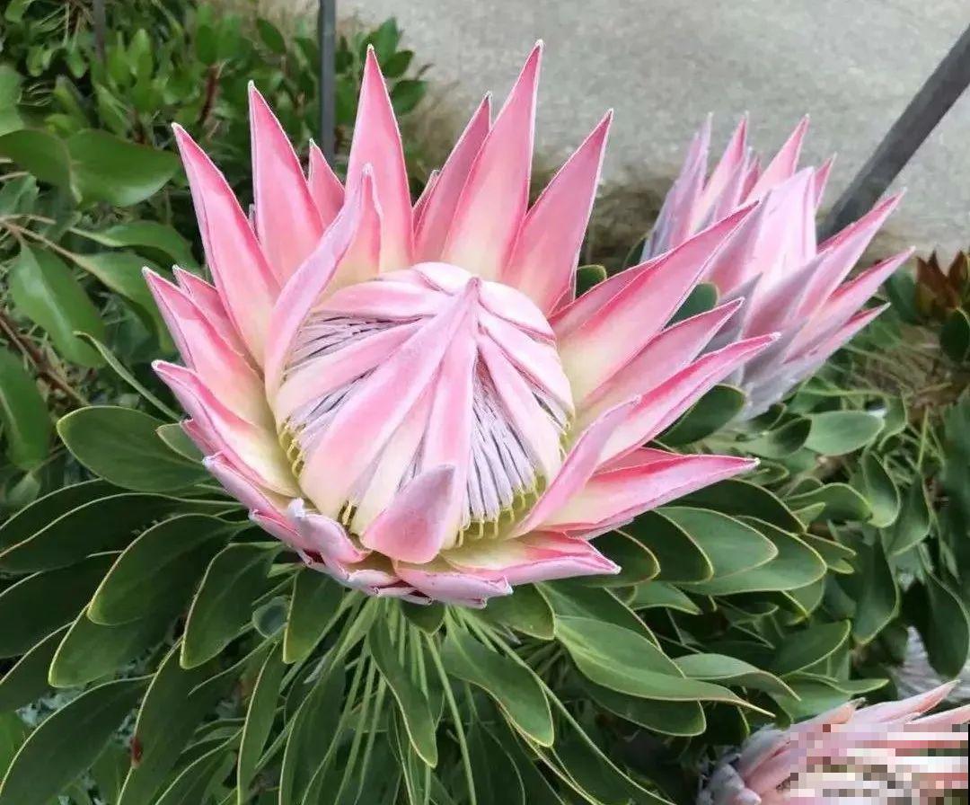 8种贵花，一盆好几百，有钱了一定要买一盆！