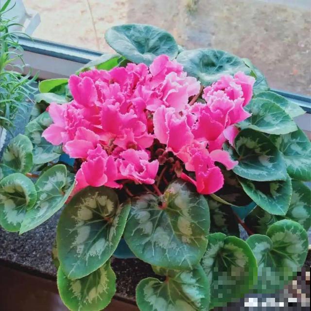 这花最娇气，叶子一喷水，立马就烂了！