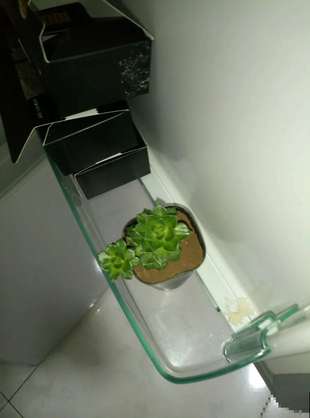 秋天开始降温了,9种花放外面冻一冻,开出饱满大花球 秋天开始降温了,9种花放外面冻一冻,开出饱满大花球