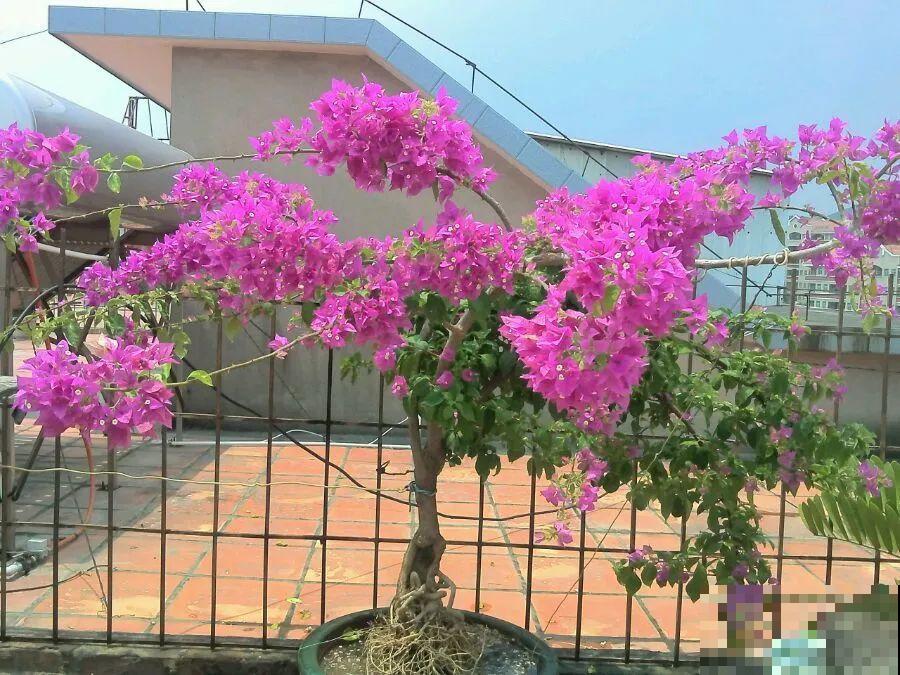 这种花就欠“拽”，没事拽拽根，变成老桩美到爆！