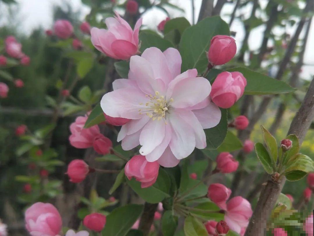 你在哪个城市，最适合养的花就是它！