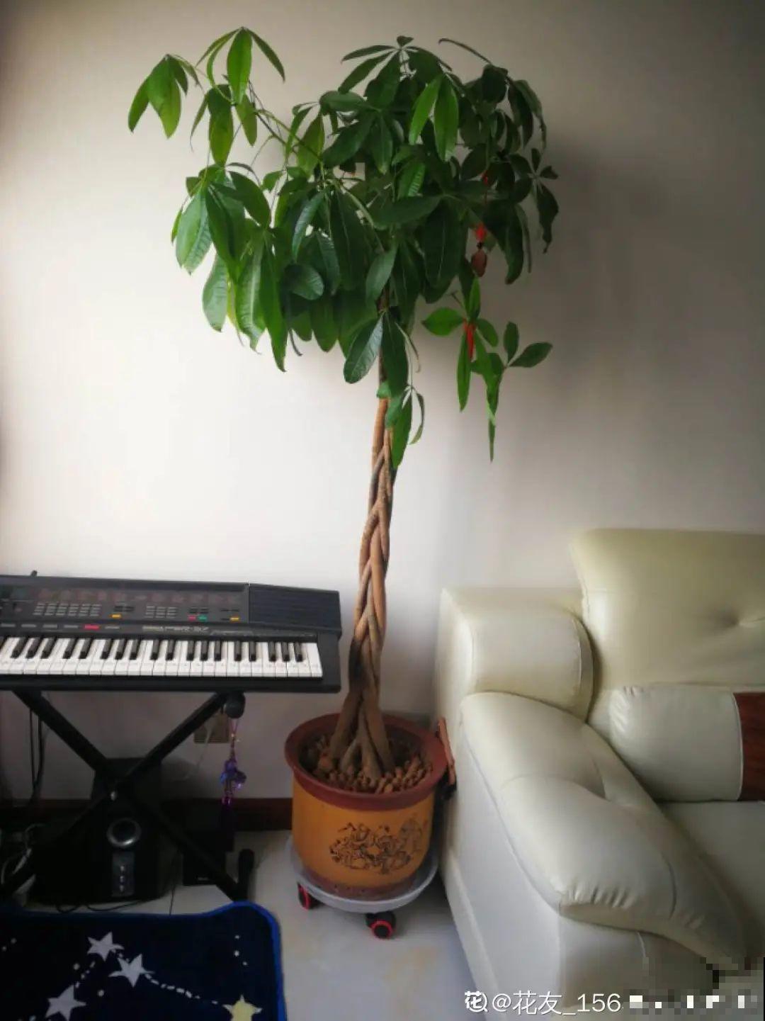 15种镇宅花，家里摆一盆，镇宅旺运超霸气！