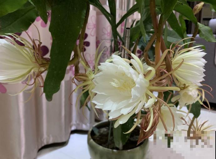 昙花花美,花期只有一瞬,快去搬小板凳坐好! 昙花花美,花期只有一瞬,快去搬小板凳坐好!