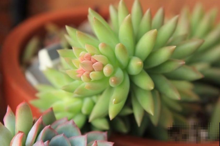 特欠削的千佛手，削一削就疯长，快回家削一顿！