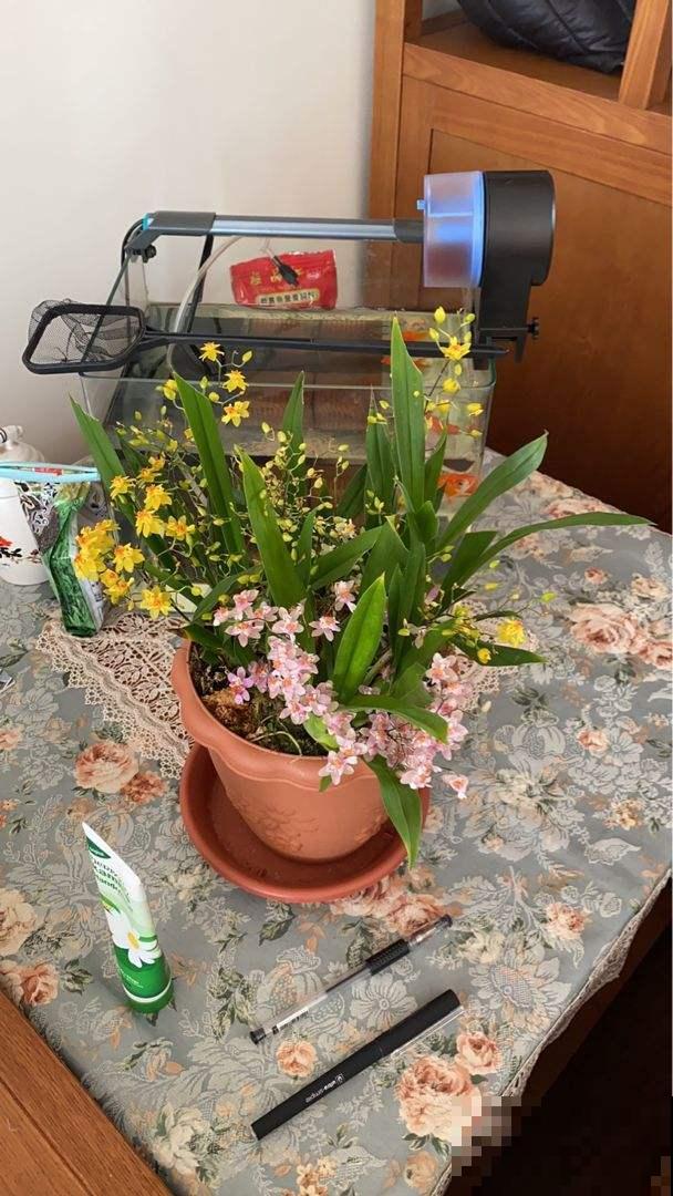 开花超好看的文心兰,超适合秋冬养,味道比香水还好闻 开花超好看的文心兰,超适合秋冬养,味道比香水还好闻