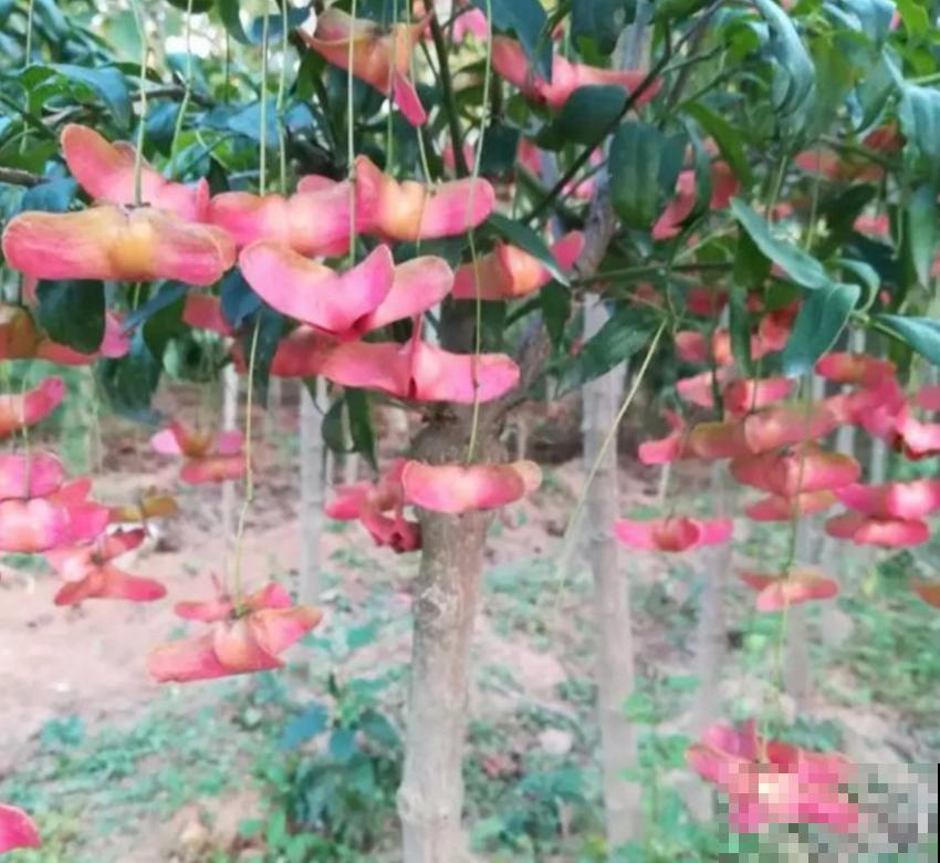 摇钱树特抗冻，院子里种一棵，寒冬也不怕！