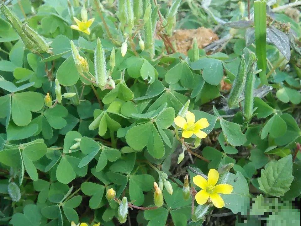救命！入侵植物爬进院子，三年都杀不完！
