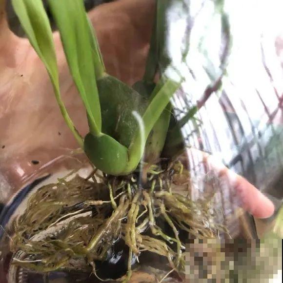 离家半个月，回来花全死了，别扔，还有救！