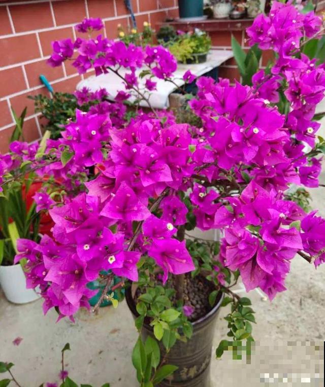 十月养这花,撸叶子、少浇水,10天冒出大花苞! 十月养这花,撸叶子、少浇水,10天冒出大花苞!