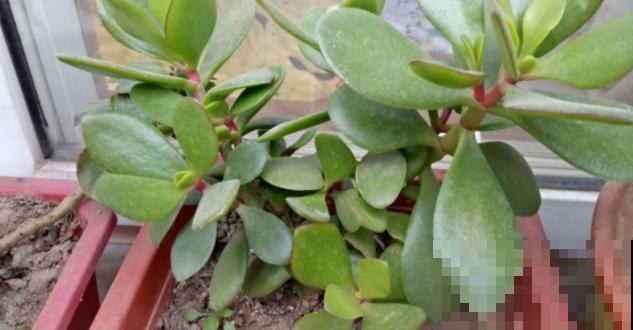 燕子掌好看还无毒，养在家里很安心，花友必备！